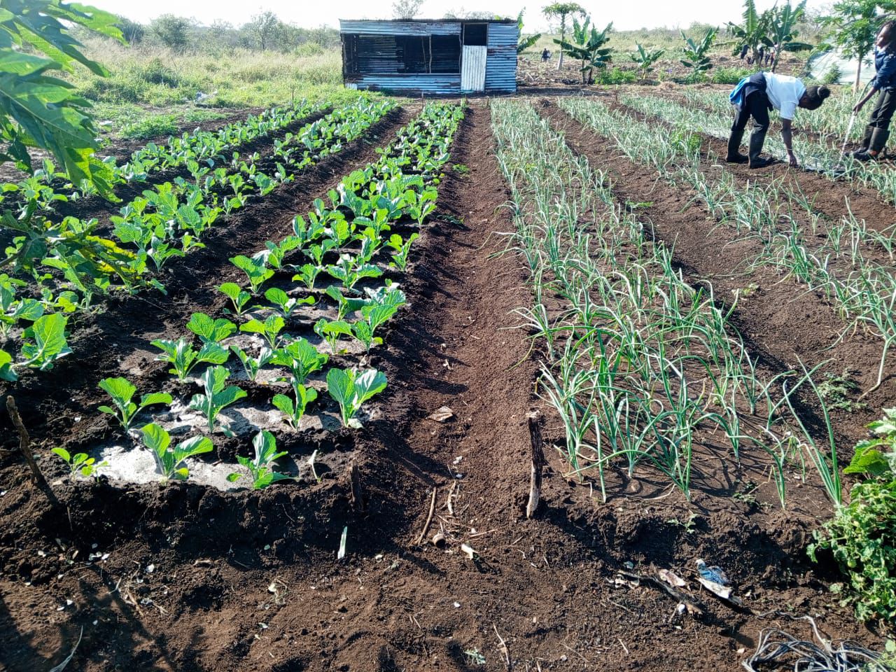 Campos de couve e cebola cultivados em camalhões pela AFFM